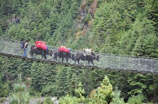 236237-more-yaks-on-a-bridge-lukla-nepal.jpg
