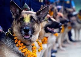 犬祭り ネパール ネパールからこんにちは